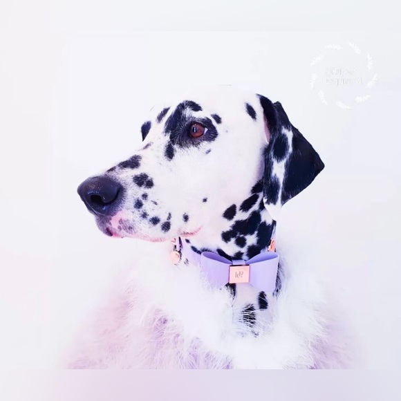 Gold Leather Dog Collar | Gold Hardware and Removable Bow | Small - Picture 11 of 15